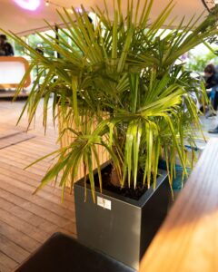 Event Groen, palm