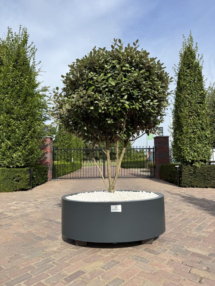 Eventgroen, zakelijke plantenbakken